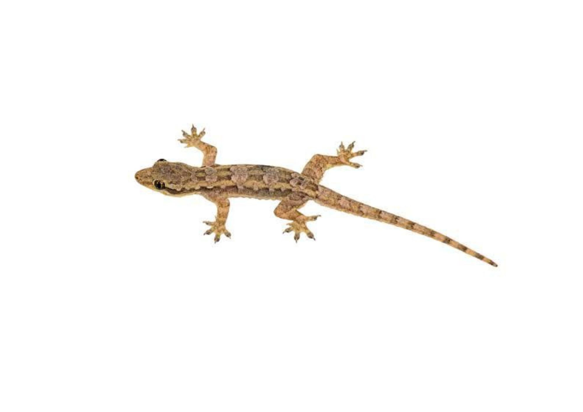 lizard c